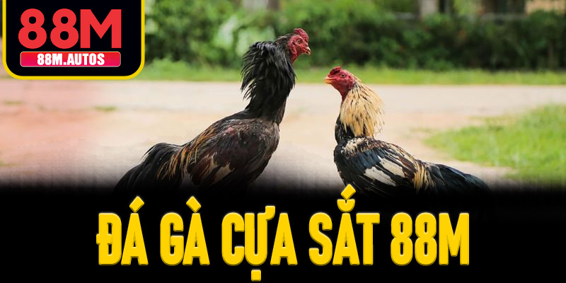 Đá gà cựa sắt